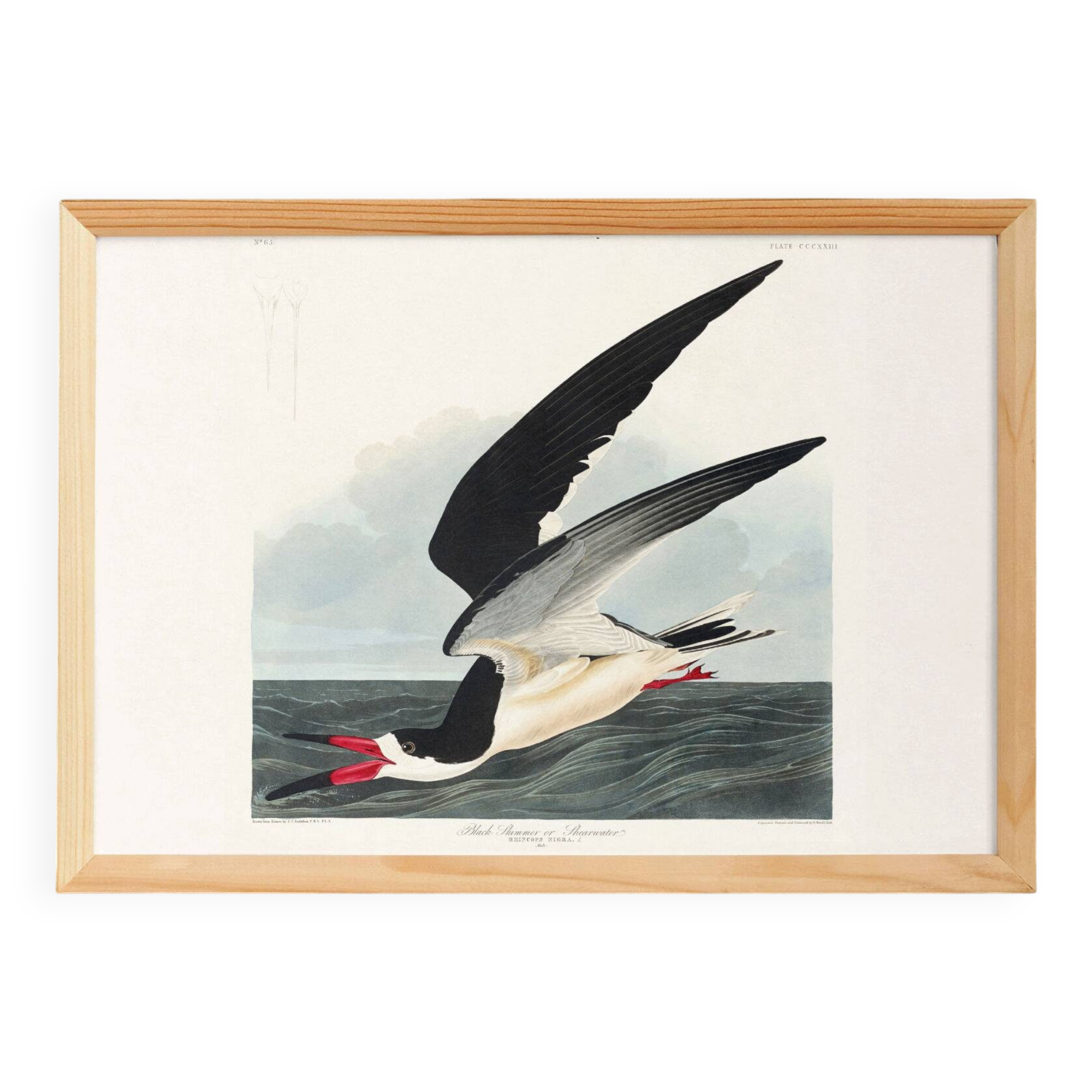 Poster about the Black Tern, based on an old engraving from 1827.