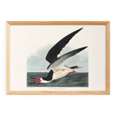 Poster about the Black Tern, based on an old engraving from 1827.