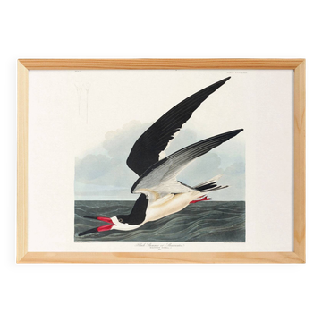 Poster about the Black Tern, based on an old engraving from 1827.