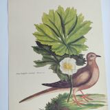 Old bird engraving - Dove - Zoological plate by Seligmann & Catesby. 1973