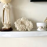 Coral, white acropora