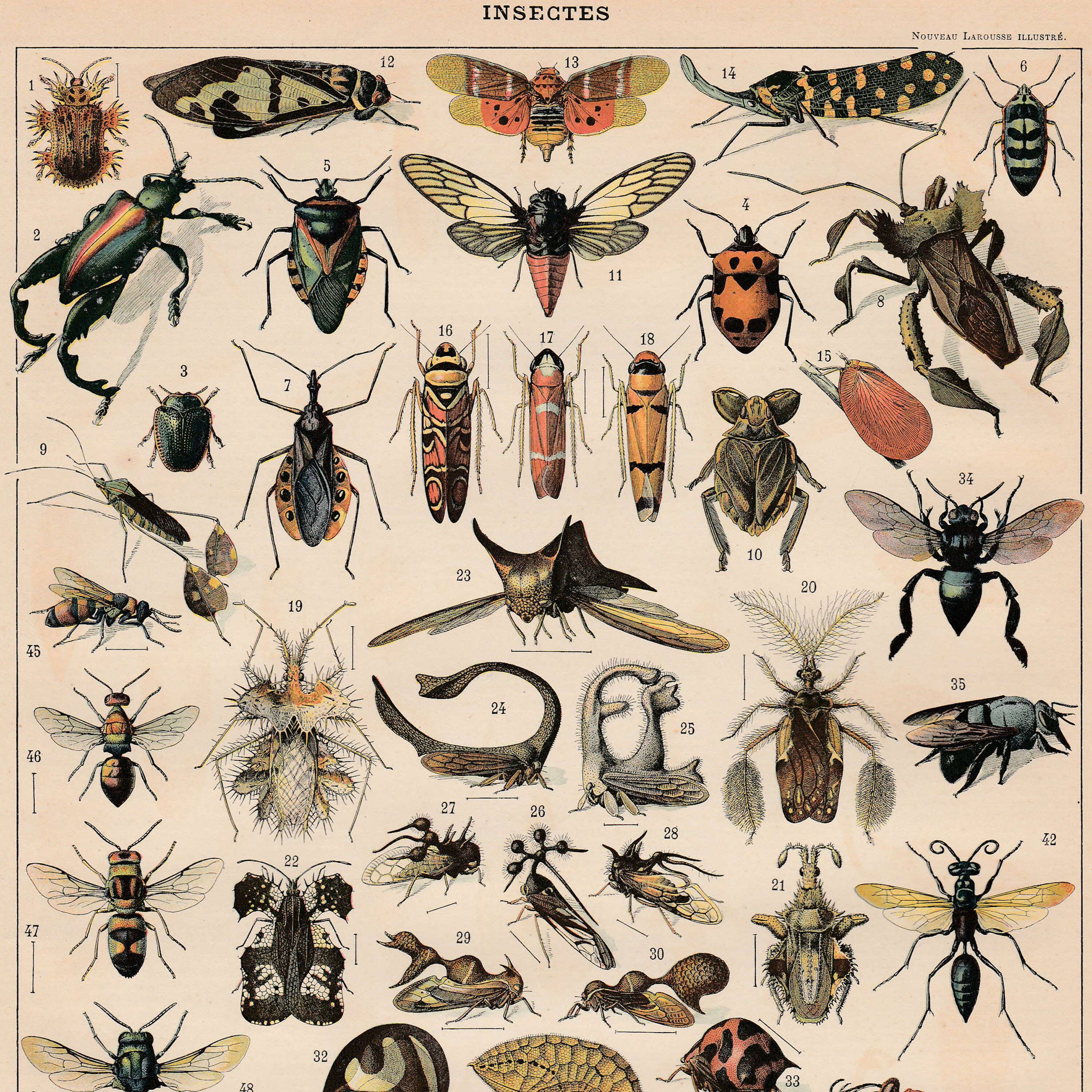 Old plate on insects 1897