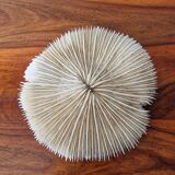 White coral 1970s seashell large size