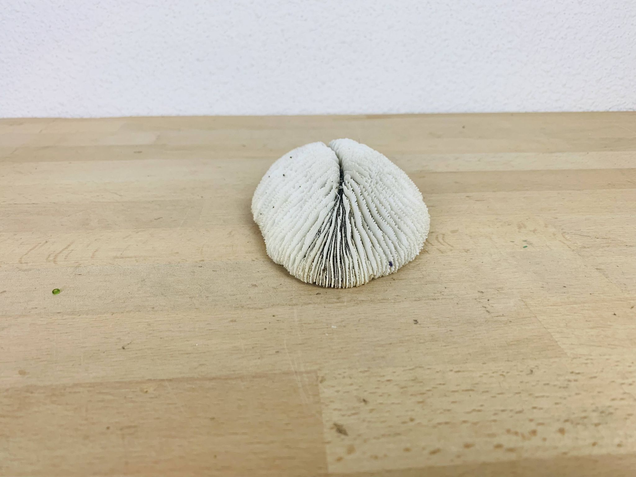 Corail Fungia blanc naturel
