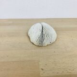 Natural White Fungia Coral