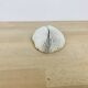 Natural White Fungia Coral