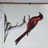 6 bird illustrations