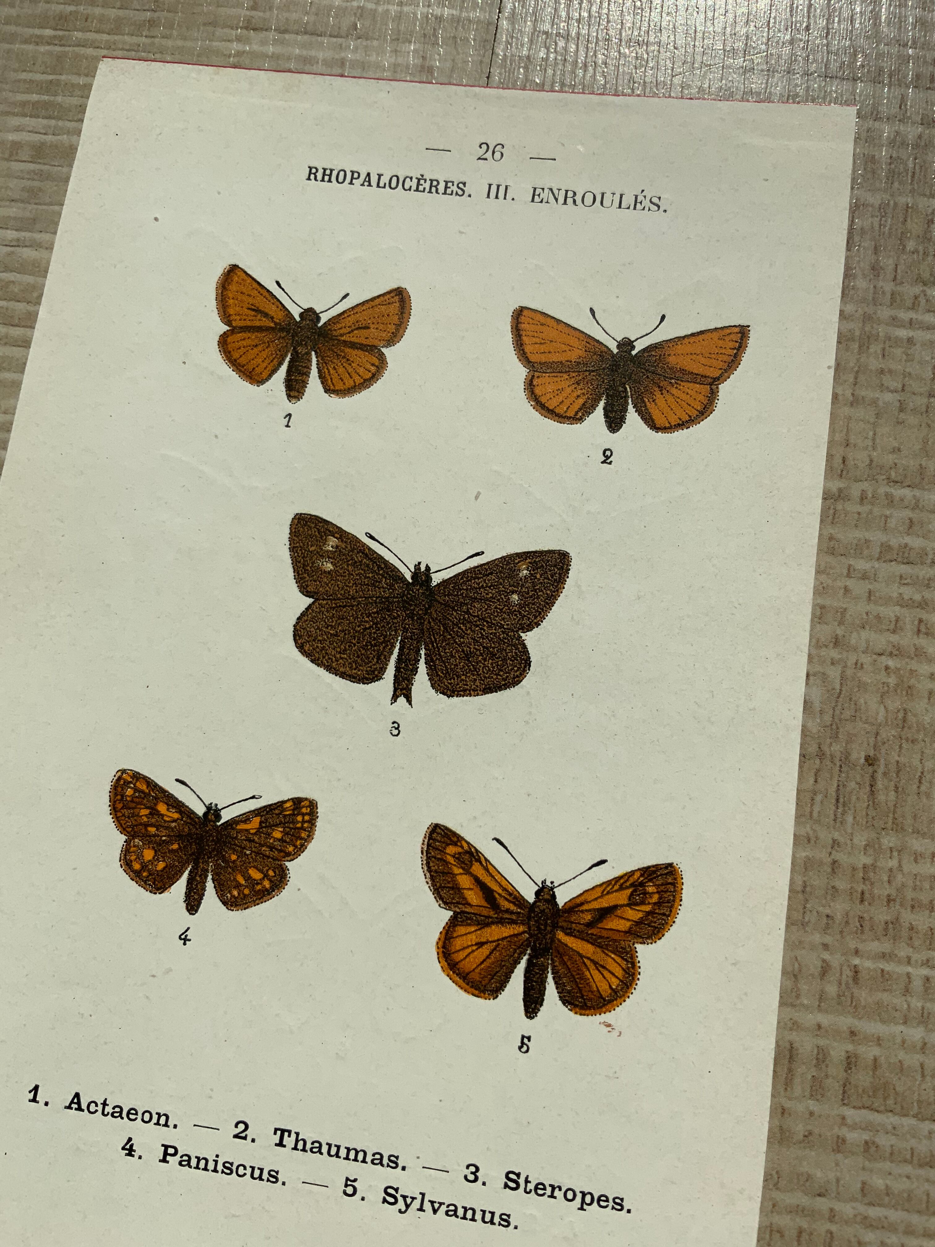 Vintage botanical plate antique butterfly engraving 1903 double-sided G. Denise