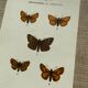 Vintage botanical plate antique butterfly engraving 1903 double-sided G. Denise