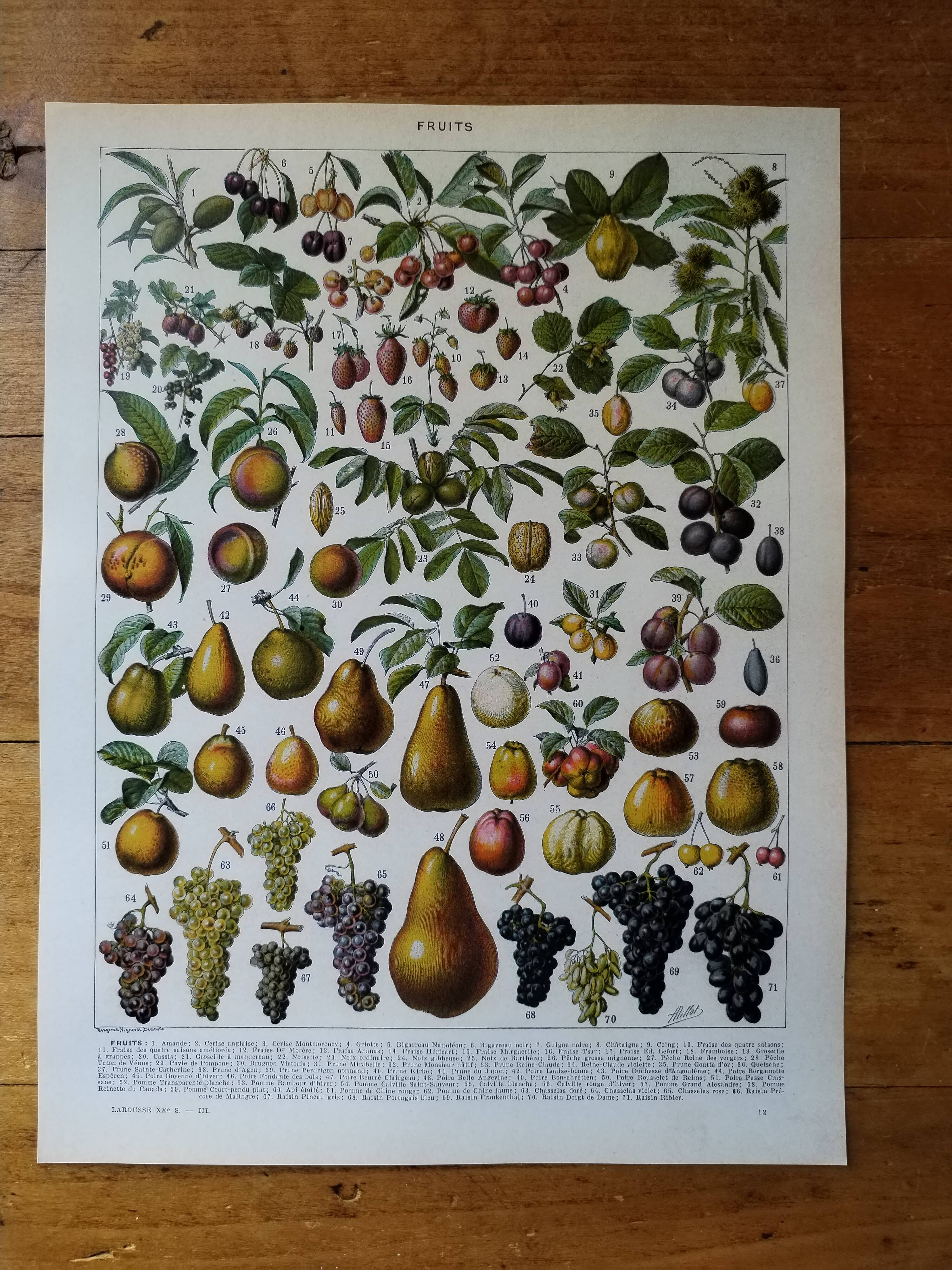 Original lithograph on fruits