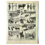 Antique engraving - 1897 P. De Laubadère - Bull - Vintage