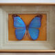 Butterfly naturalized golden frame