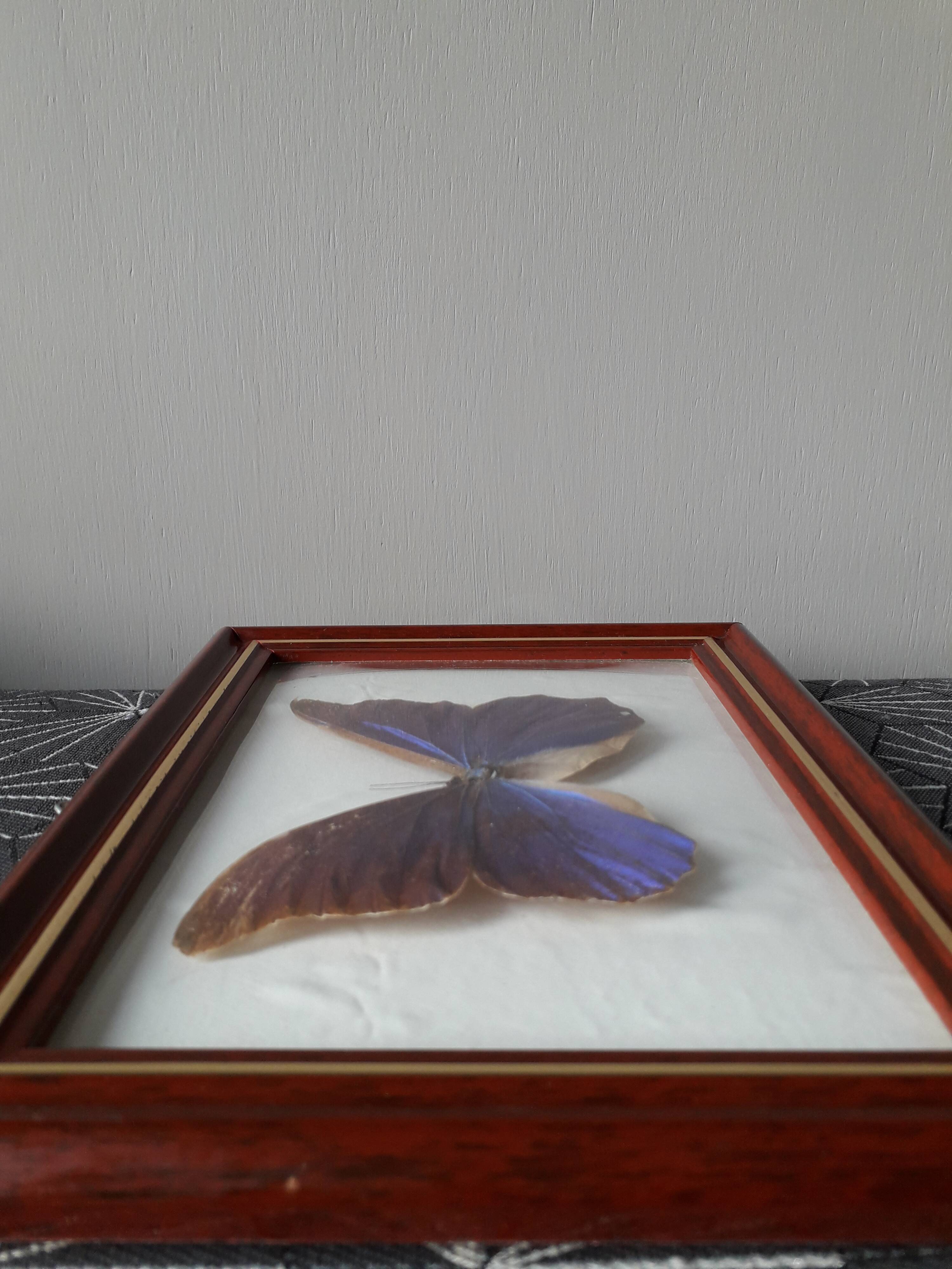 Naturalized vintage butterfly frame