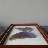 Naturalized vintage butterfly frame