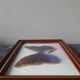 Naturalized vintage butterfly frame