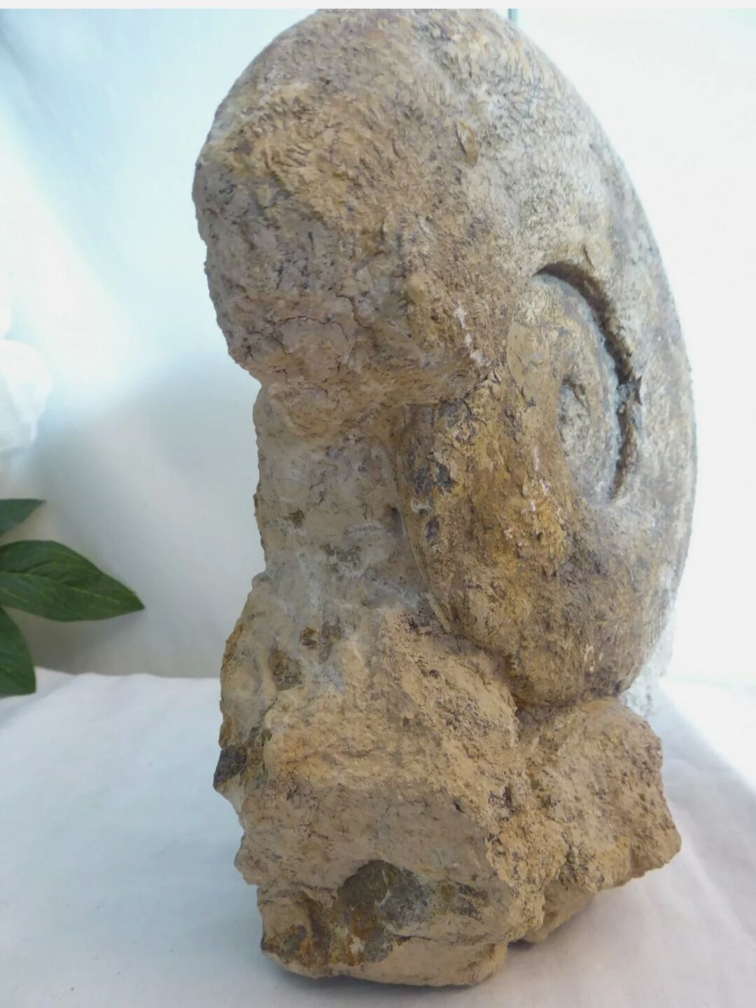 Fossil ammonite curiosity cabinet