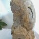 Fossil ammonite curiosity cabinet