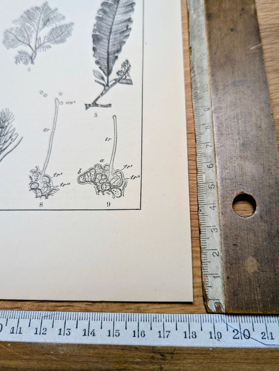Printed in 1889, algae, florid.