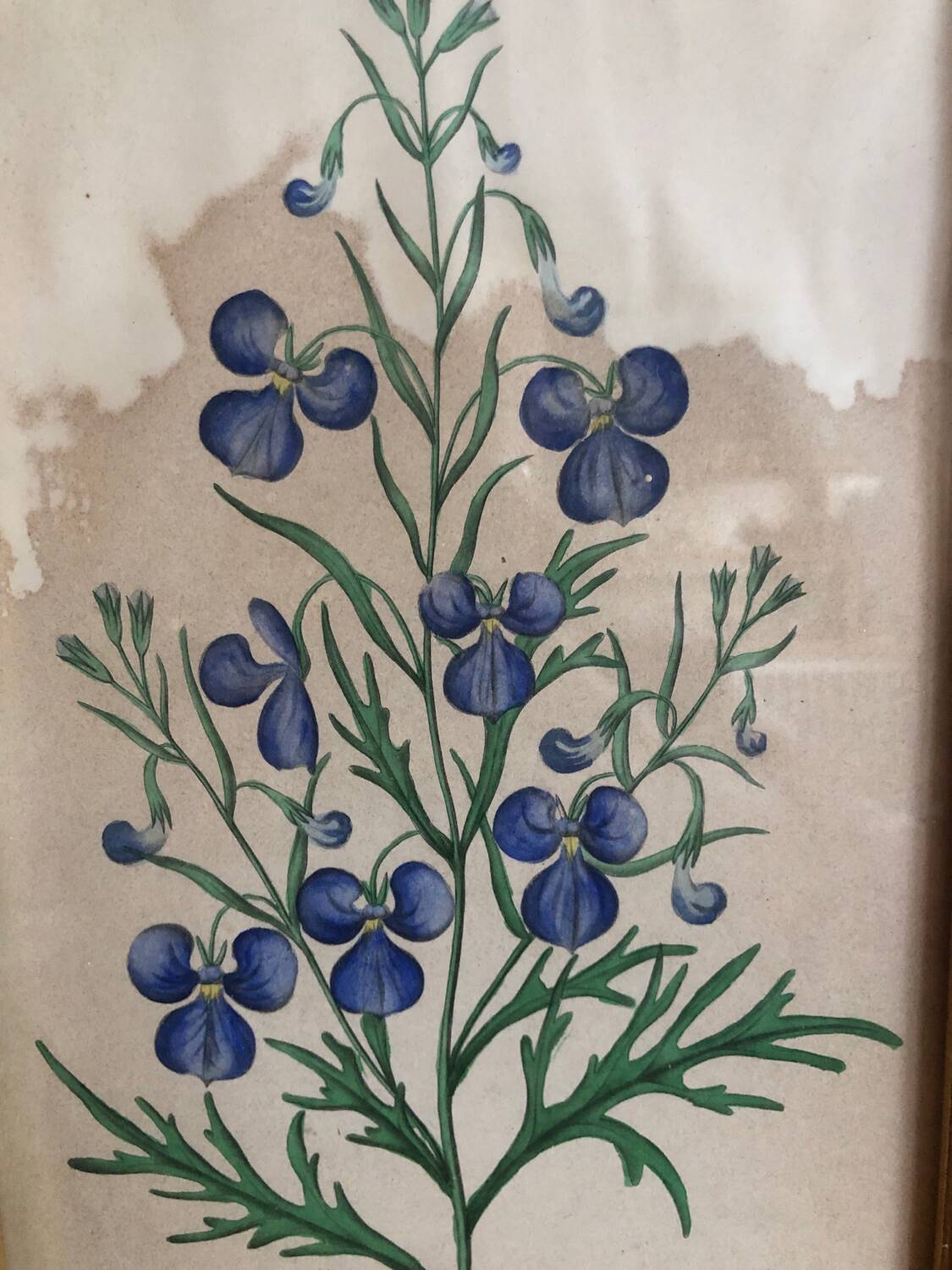 Botanical vintage illustration