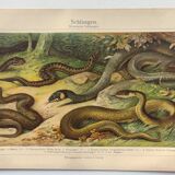 Zoological plate from 1909 - Snake - Old engraving from 1909