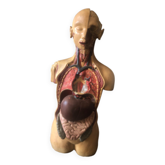 Anatomical cutaway