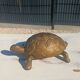 Vintage bronze turtle ashtray