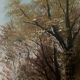 Oil on canvas forest landscape by L. Henry Barbizon early 20th century
