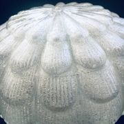 Large Frosted Flower Glass Sconce Wall Lamp from MCM, 1960s