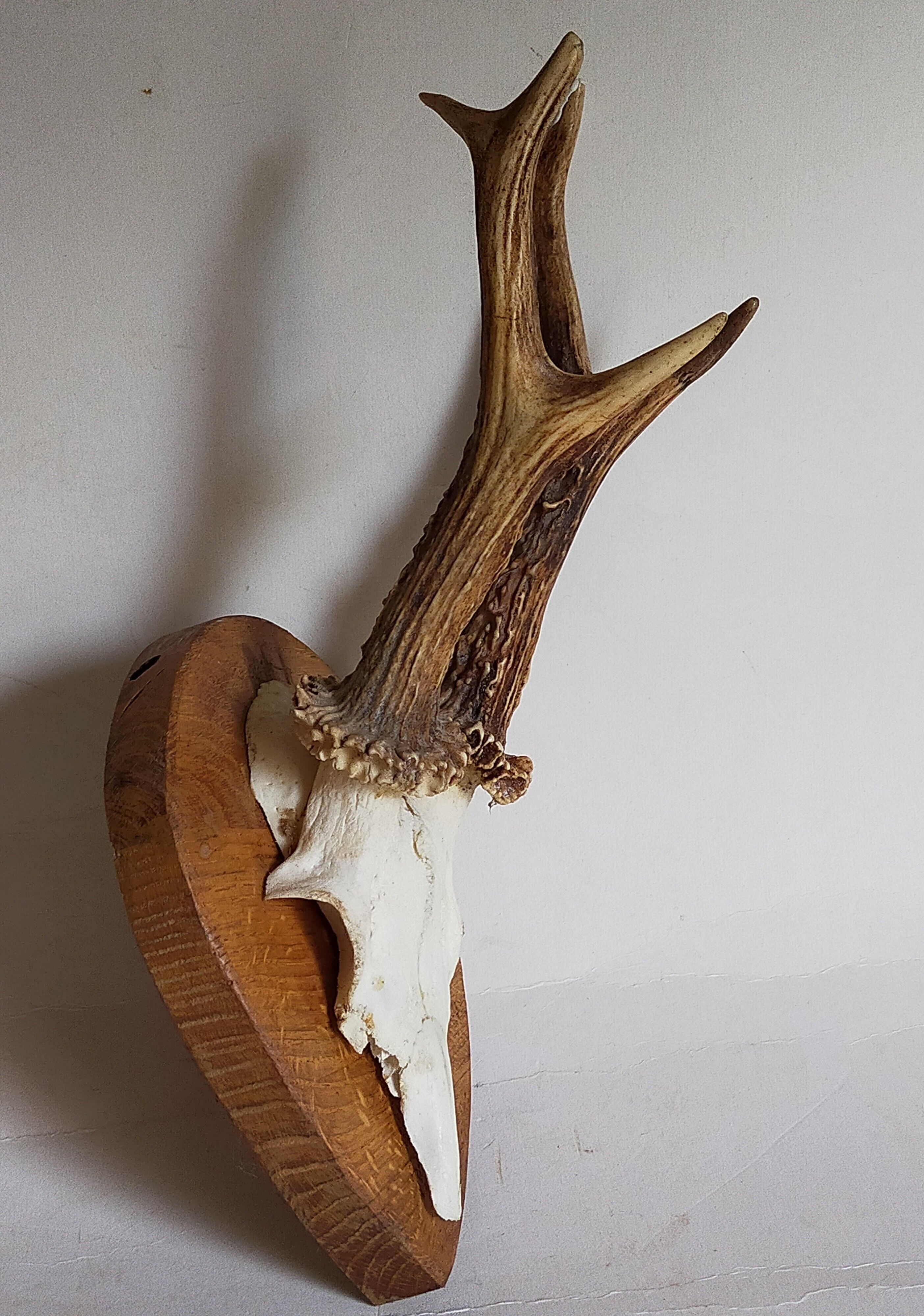Duo of vintage hunting trophies Art-populaire 50s