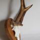 Duo of vintage hunting trophies Art-populaire 50s