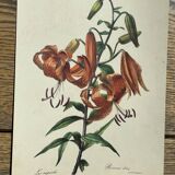 Set of 3 antique rose and flower engravings