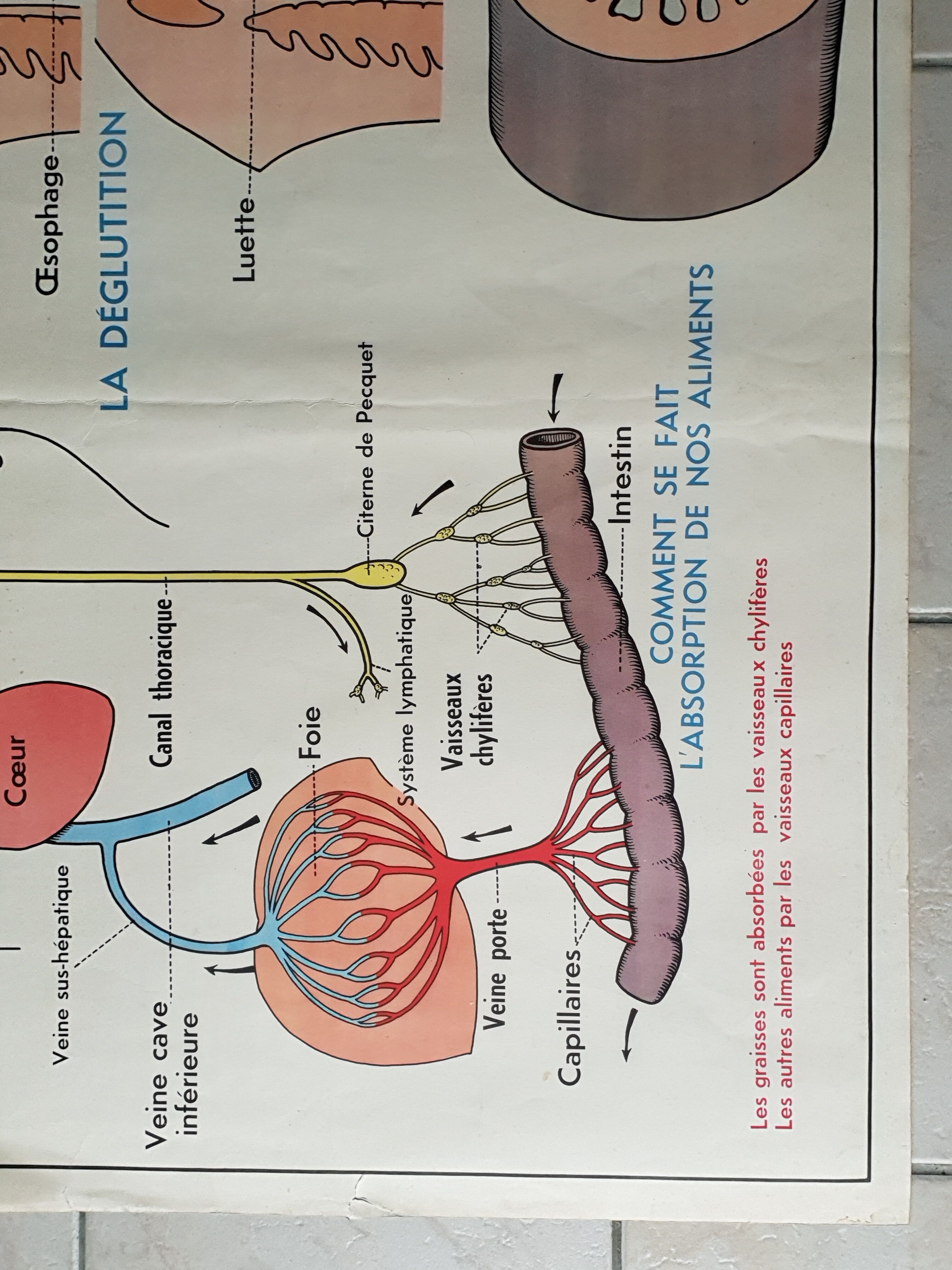 Poster school - heart vessels and duplex absorption