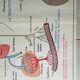 Poster school - heart vessels and duplex absorption