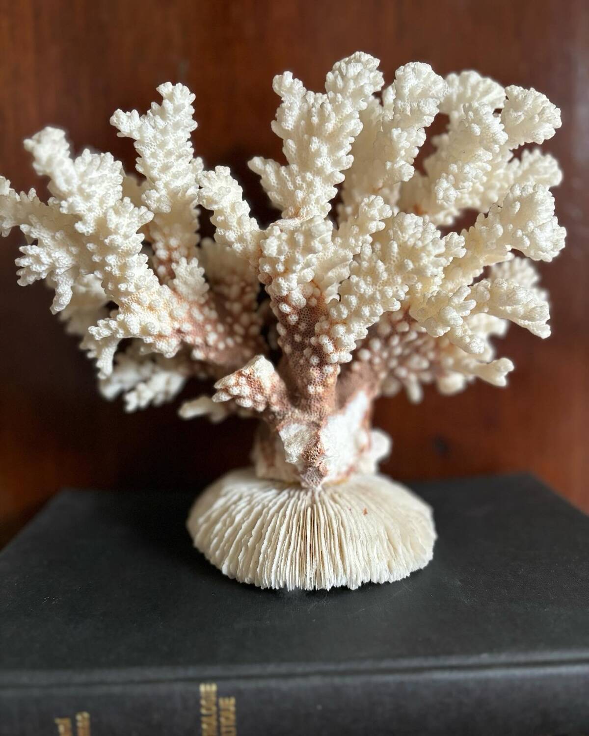 Ancient white coral