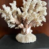 Ancient white coral