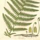 Antique botanical engraving, 1889 - Common fern by A. Pratt