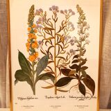 Set of two framed botanical plates