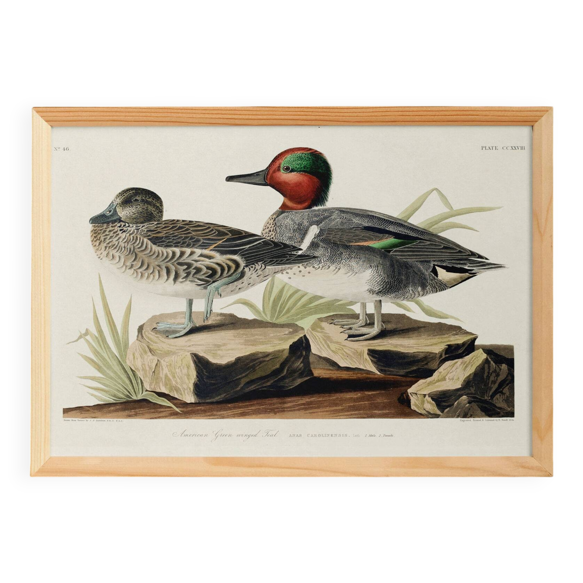 Poster of the Green-winged Teal, after an old engraving
