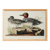 Poster of the Green-winged Teal, after an old engraving
