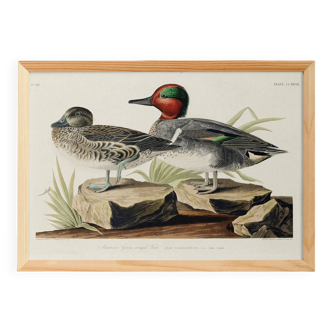 Poster of the Green-winged Teal, after an old engraving