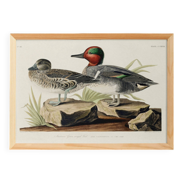 Affiche sur la Sarcelle à ailes vertes, d’après une gravure ancienne
