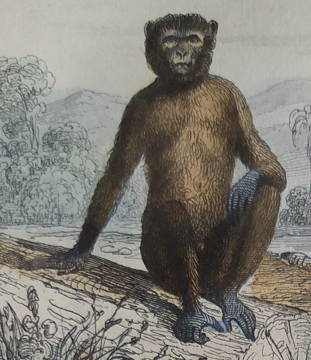 Original zoological board "Magot - Grand Papion - Ouanderou" Buffon 1840