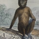 Original zoological board "Magot - Grand Papion - Ouanderou" Buffon 1840