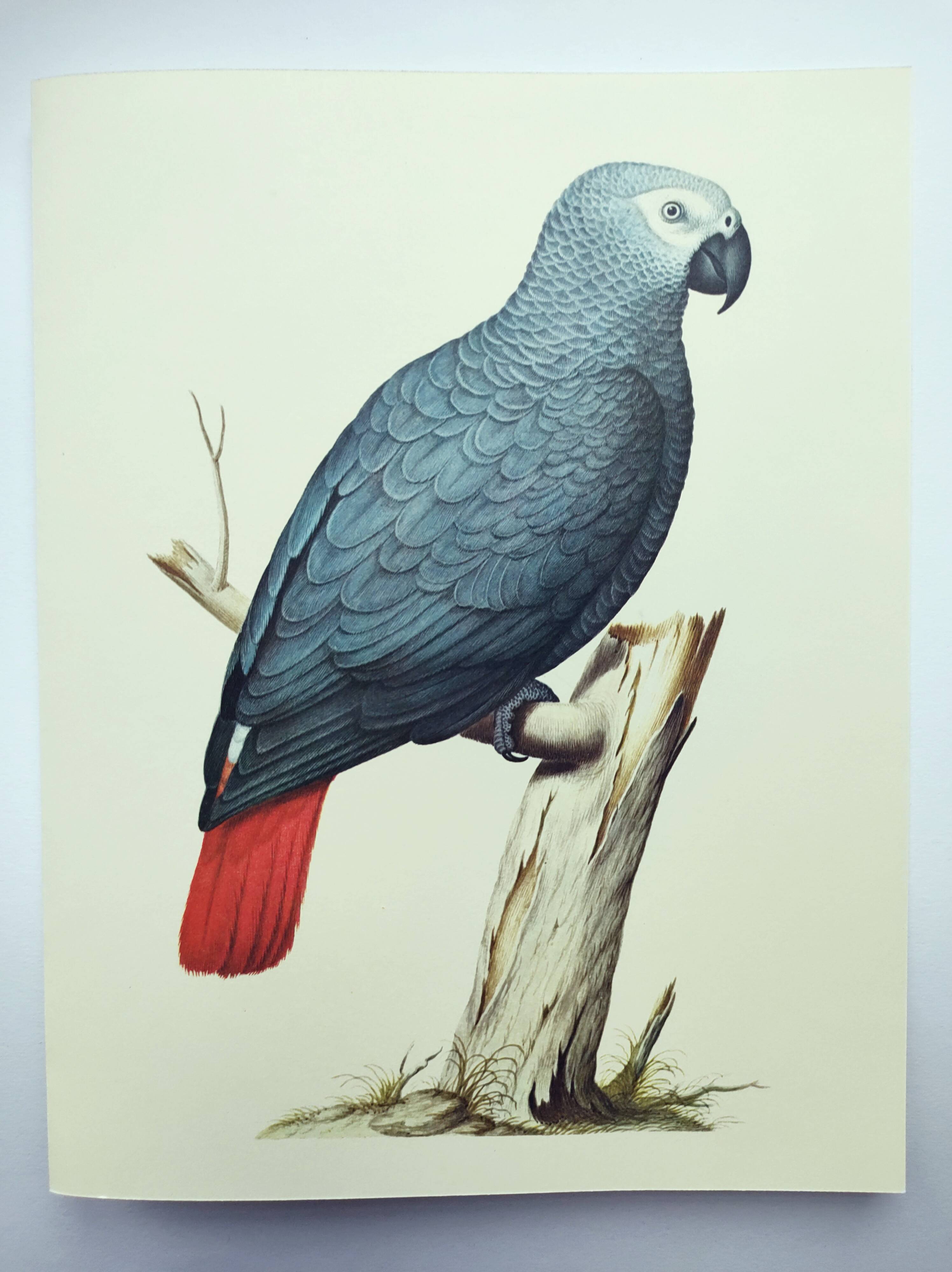 Old plate -Jaco or Grey Parrot- Animal illustration bird - vintage from 1970