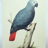 Old plate -Jaco or Grey Parrot- Animal illustration bird - vintage from 1970