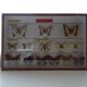14 ancient stuffed butterflies under frame era 1930