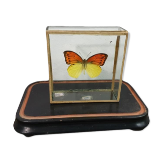 Butterfly - Entomology Box -