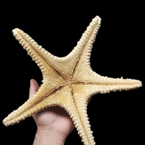 Étoiles de mer