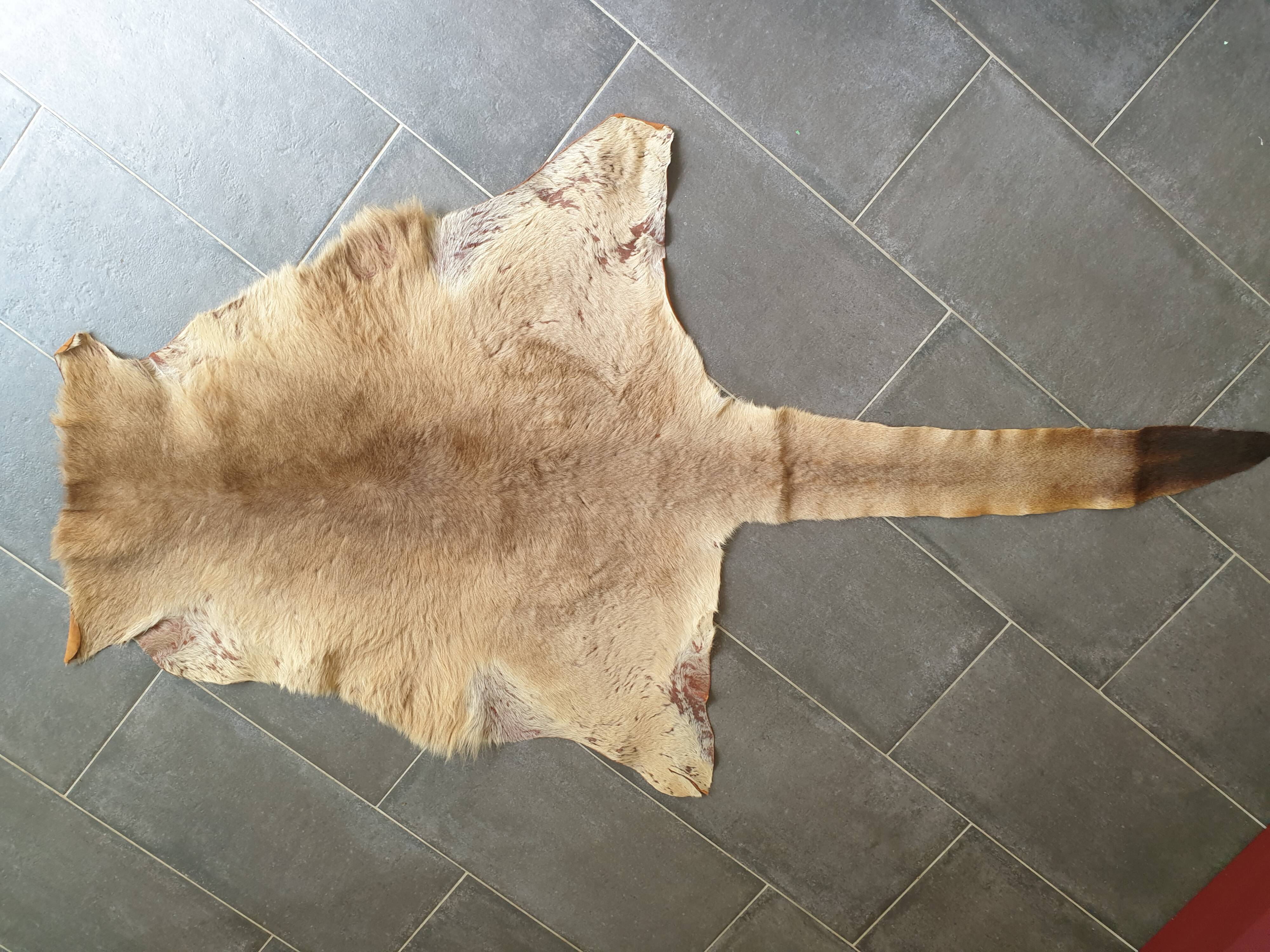 Kangaroo skin