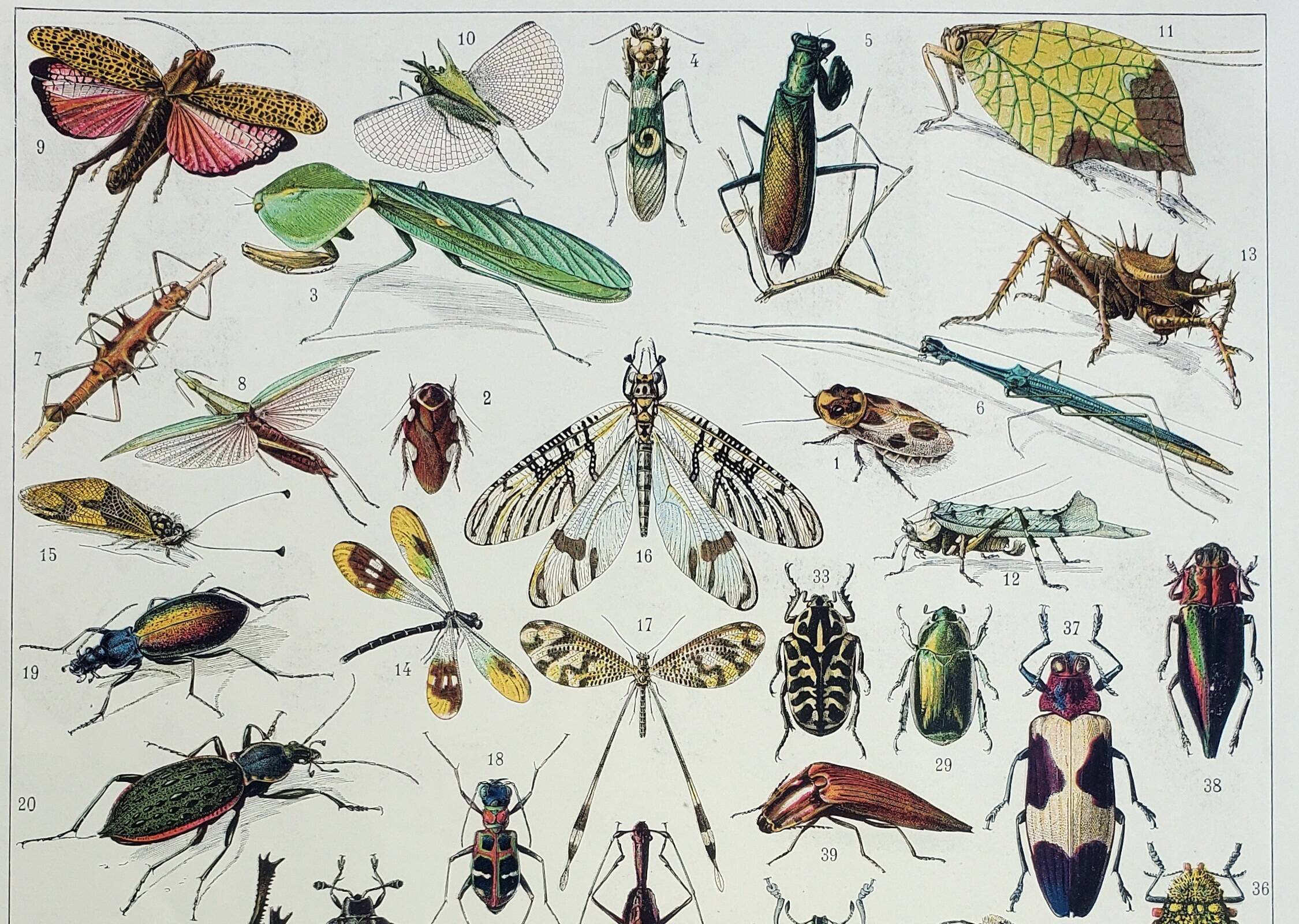 Antique engraving 1928, Insects, entomology, beetles • Lithograph, original illustration